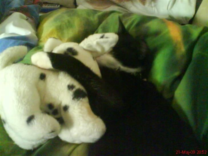 Huskat Sofus død D 25 juli 2016 billede 18