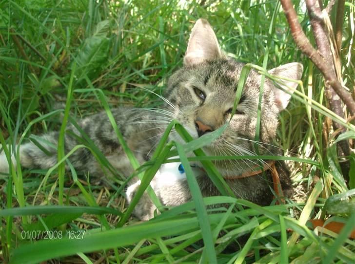 Blanding af racer Oskar billede 15