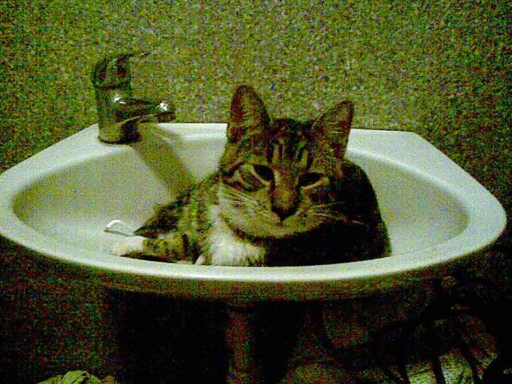 Blanding af racer Oskar billede 16