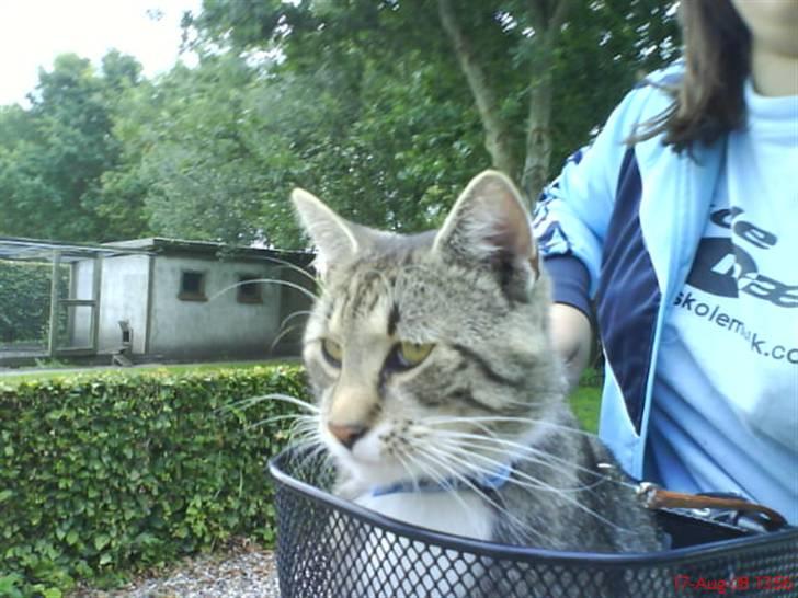 Blanding af racer Oskar billede 17