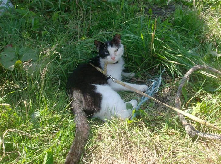 Huskat Freddy død billede 13