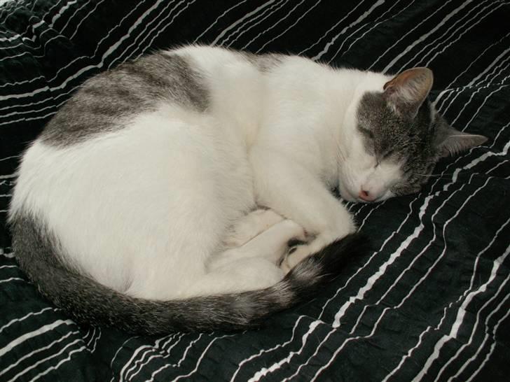 Huskat Tom - aaaaaaah! Er nu dejligt at ligge i sengen og putte sig når alle andre er stået op billede 12