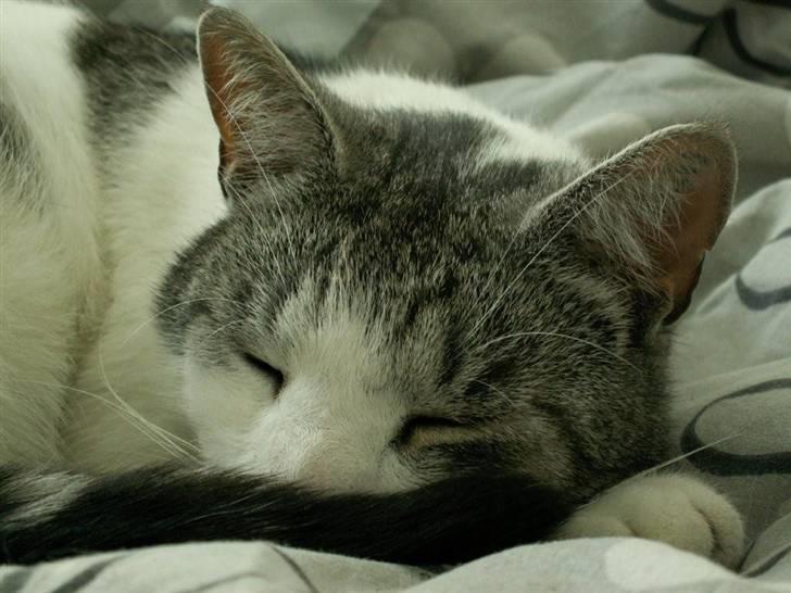 Huskat Tom billede 13