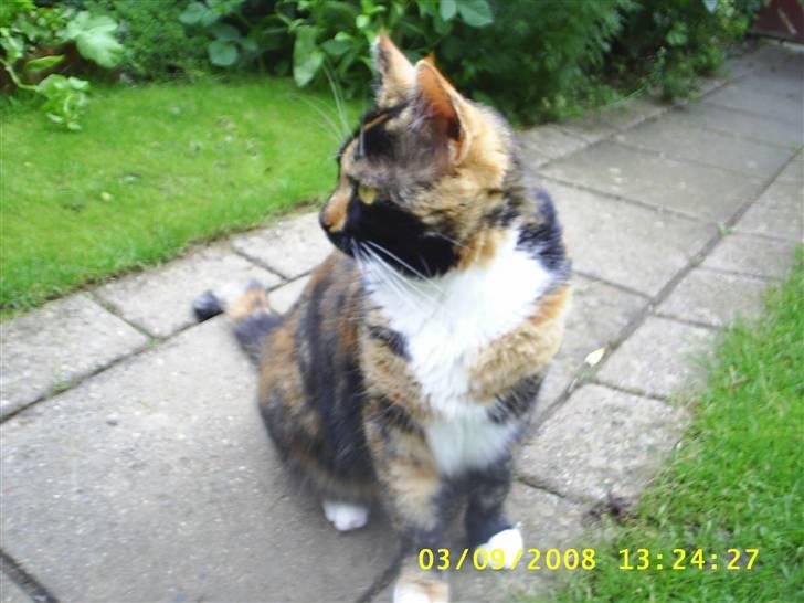 Blanding af racer Coco chanel - i min have dejlig med lidt tørvejr.. Ja stor er jeg bleven .. 03.09.2008 billede 15