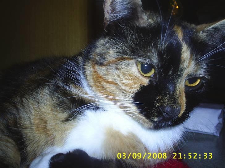 Blanding af racer Coco chanel - elsker bare det sted på gulvet i badeværelset .. på mit røde tæppe.. billede 16