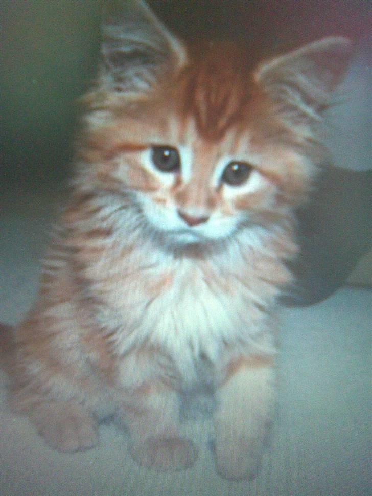 Maine Coon Molly - fra da hun var lille....  (lånt billede) billede 1