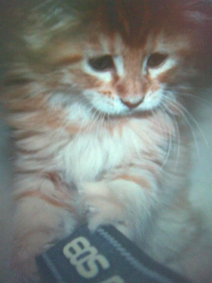 Maine Coon Molly - (lånt billede) billede 2