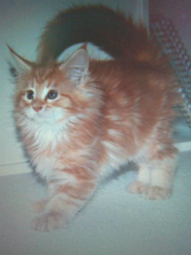 Maine Coon Molly - (lånt billede) billede 3