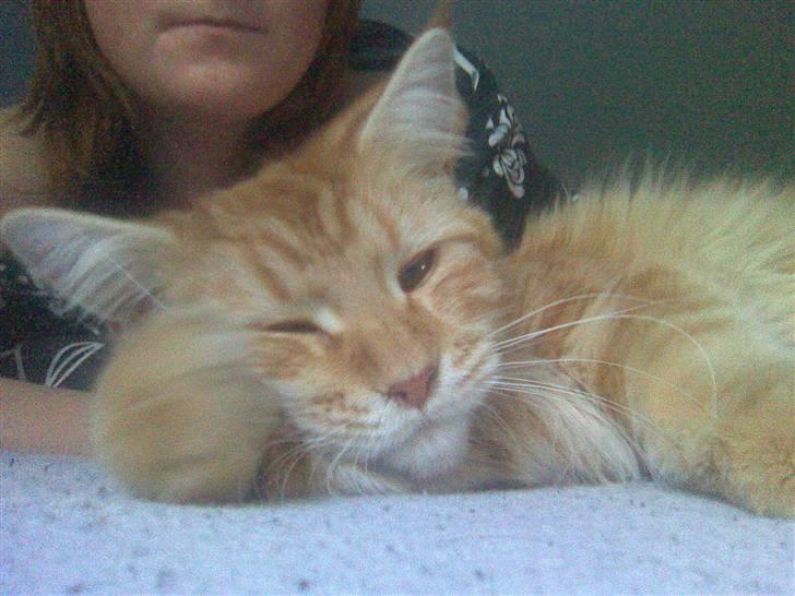 Maine Coon Molly - putter med mor :) billede 4