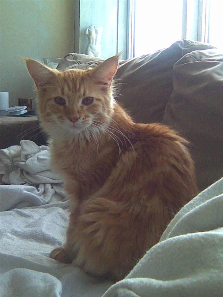 Maine Coon Molly billede 5