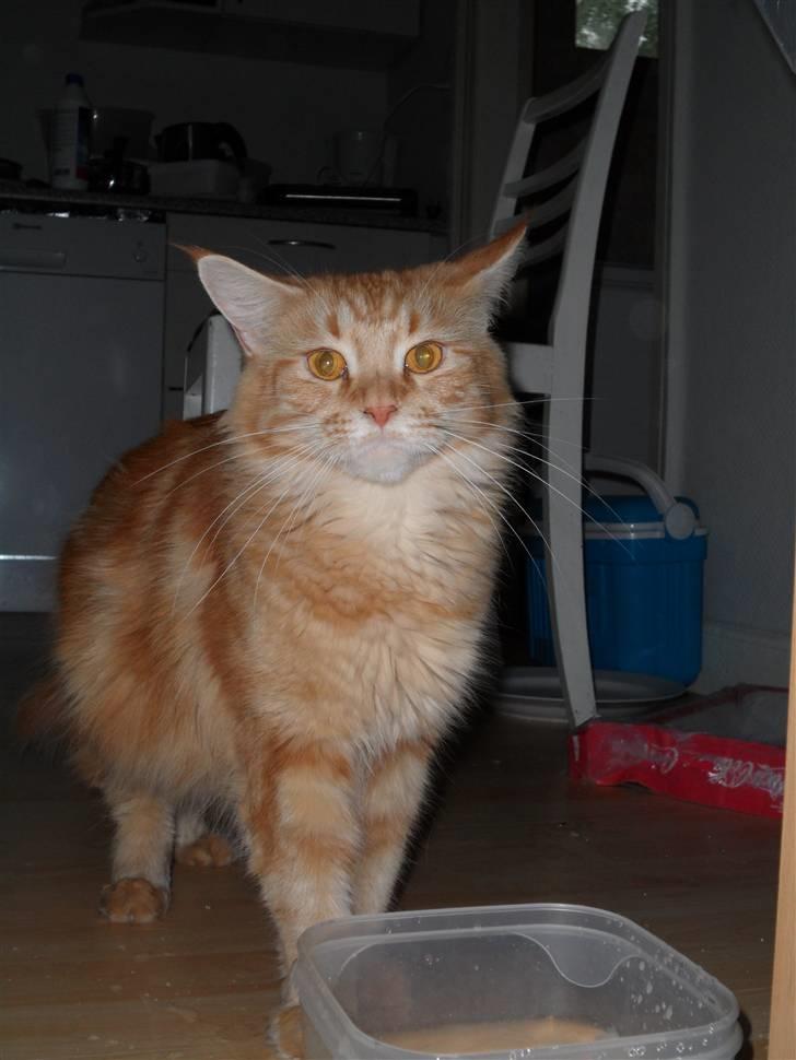 Maine Coon Molly - Zzzzzzzzz billede 6