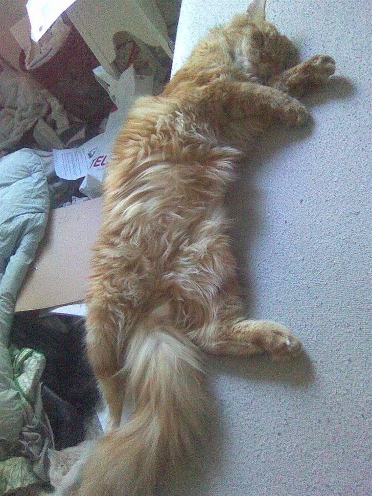 Maine Coon Molly - sover så godt at jeg ikk har opdaget jeg muligvis snart falder ned af sengen :D billede 7