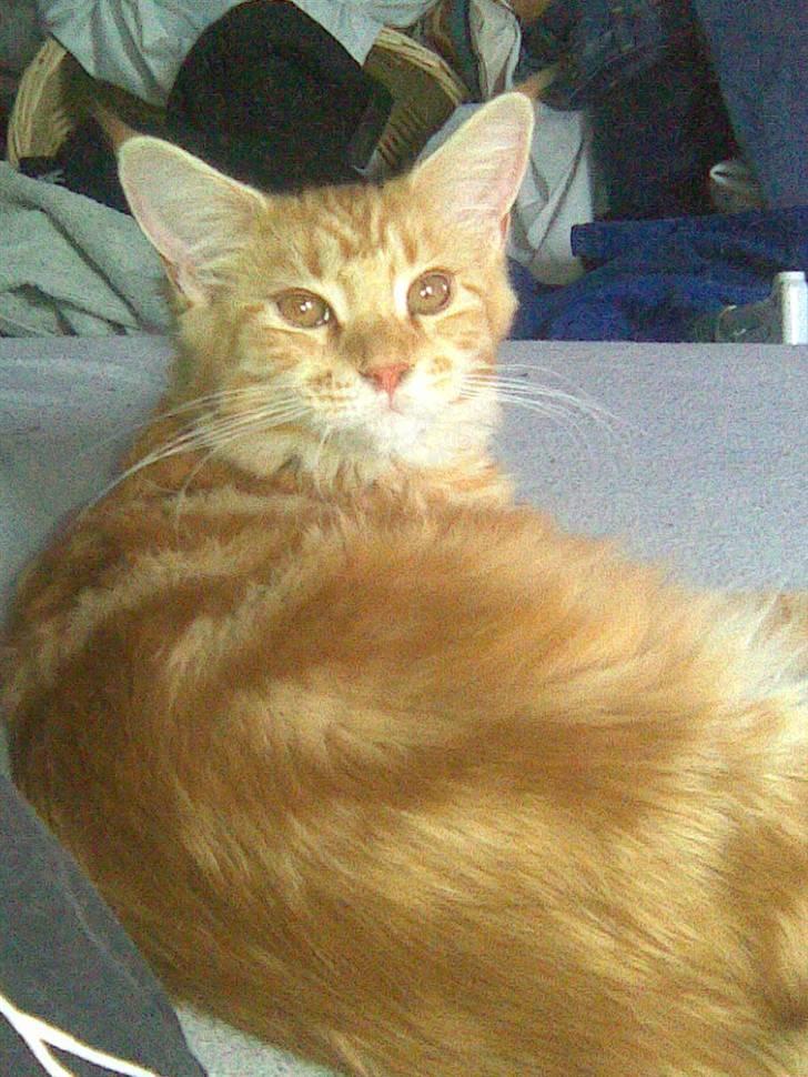 Maine Coon Molly billede 8