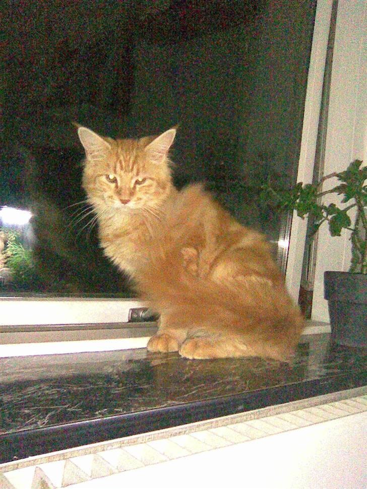 Maine Coon Molly billede 9