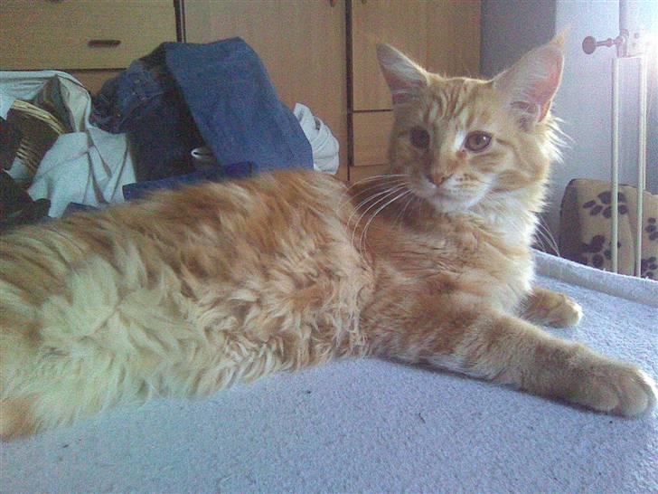 Maine Coon Molly billede 10