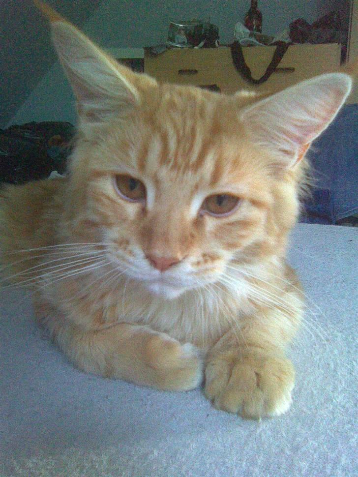 Maine Coon Molly billede 11