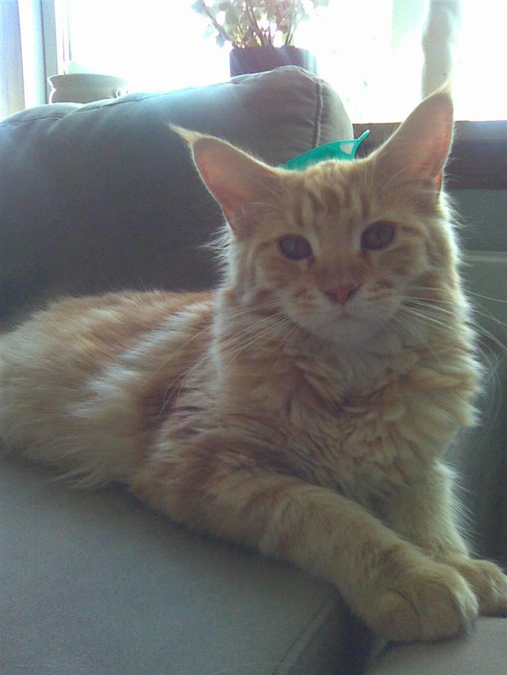 Maine Coon Molly billede 12