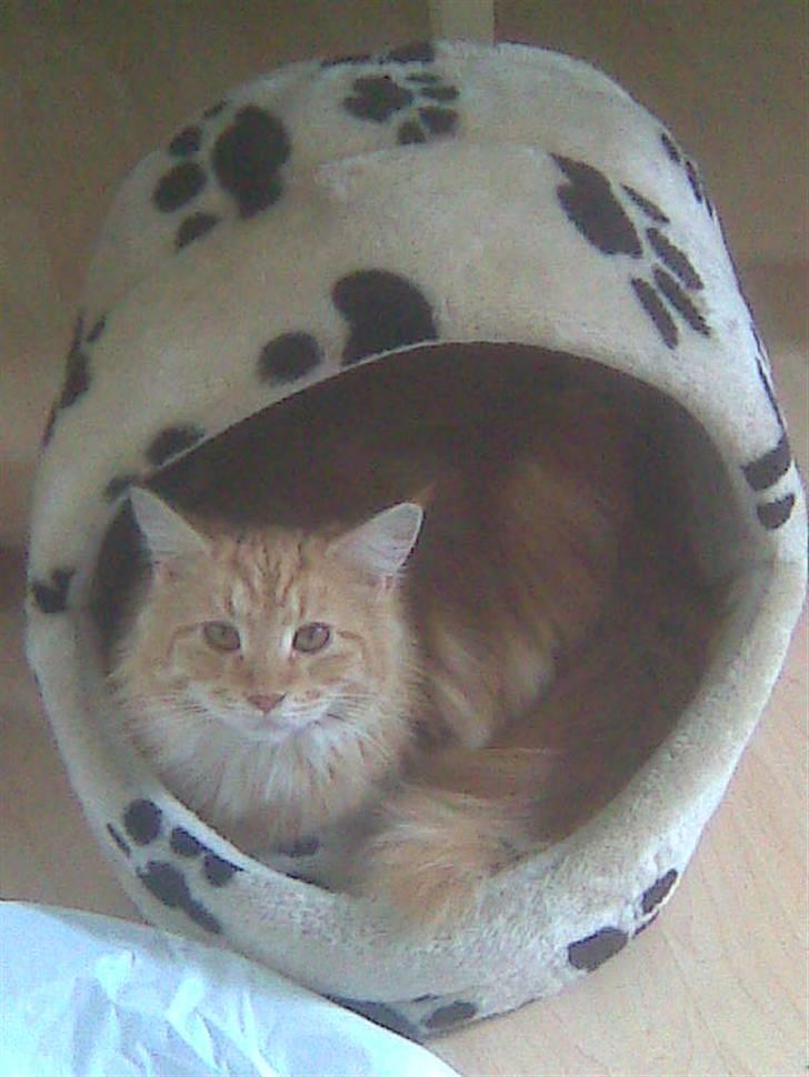 Maine Coon Molly billede 13