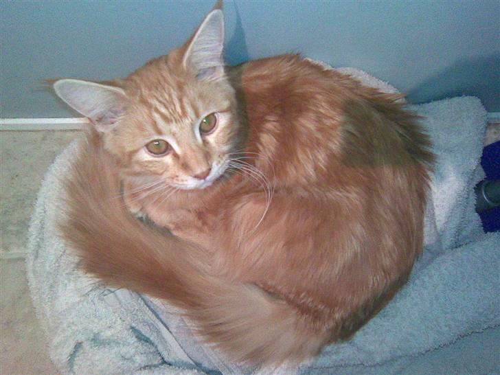 Maine Coon Molly billede 14