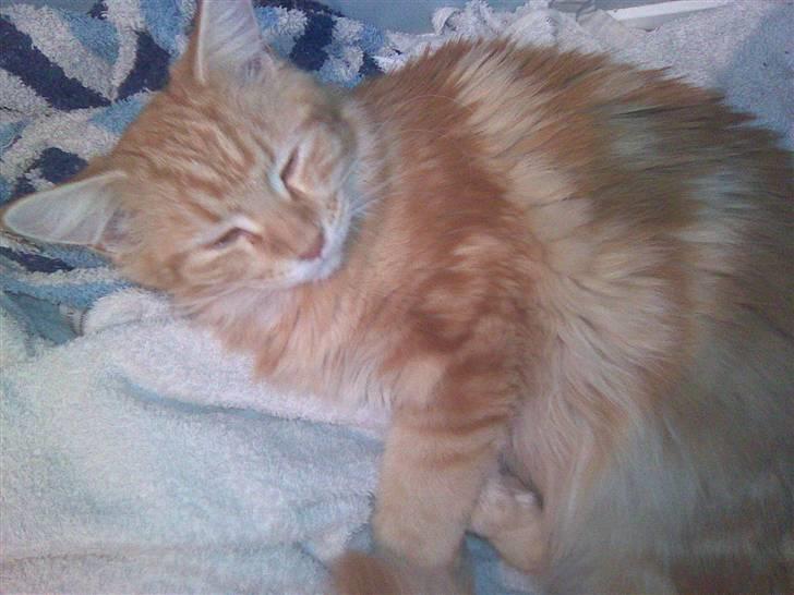 Maine Coon Molly billede 15