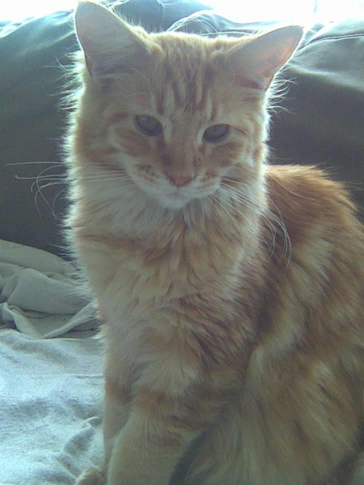 Maine Coon Molly billede 16