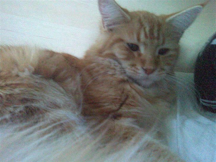 Maine Coon Molly billede 17