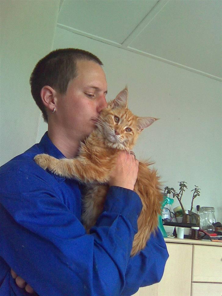 Maine Coon Molly - så er far kommet hjem fra arbejde :) billede 18