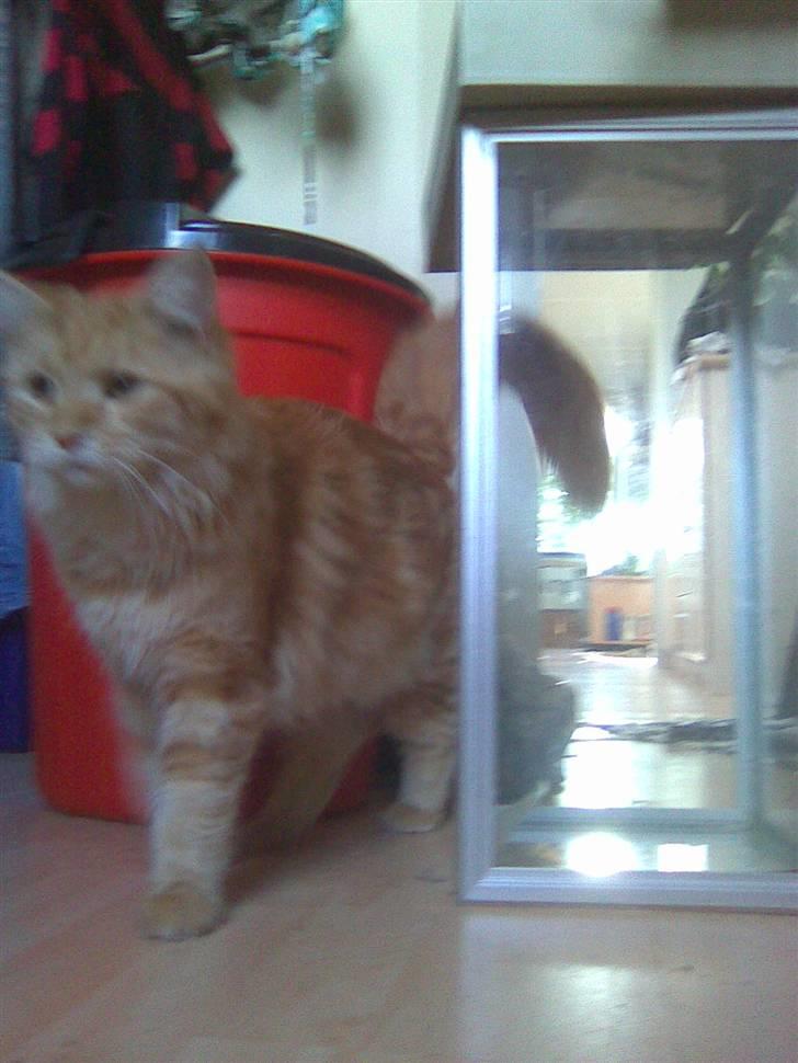 Maine Coon Molly billede 19