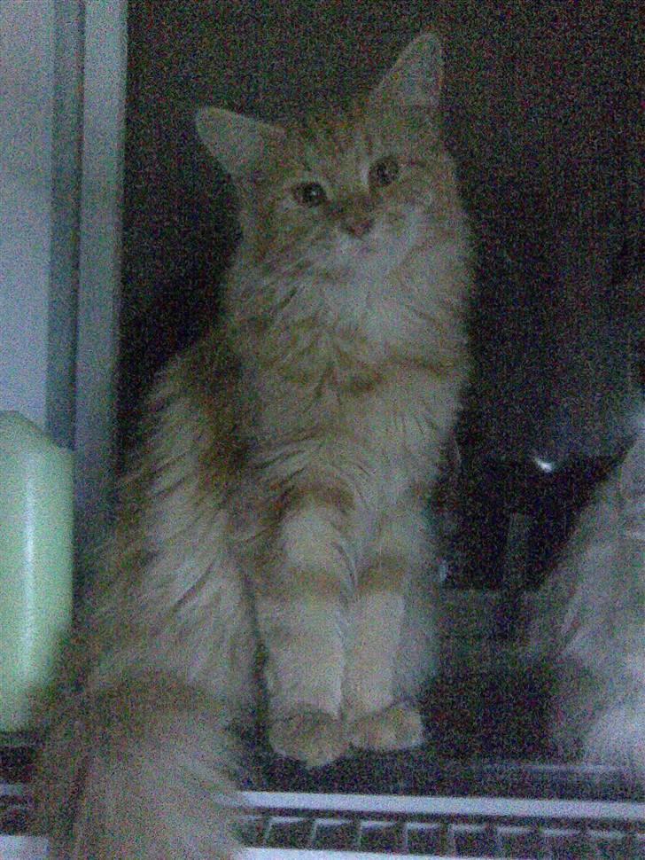 Maine Coon Molly billede 20