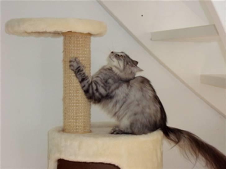 Norsk Skovkat Buum-Cats Diesella billede 13