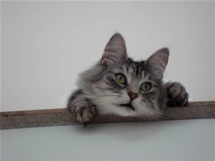 Norsk Skovkat Buum-Cats Diesella billede 14