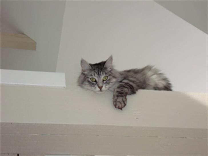 Norsk Skovkat Buum-Cats Diesella billede 15