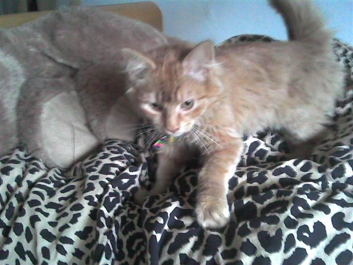 Norsk Skovkat marius - marius som baby er taget fra min mobil billede 13