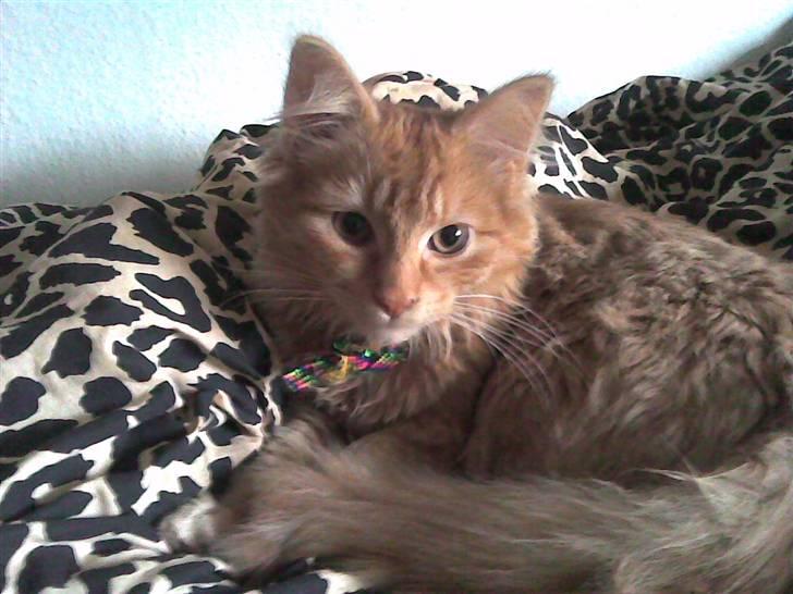 Norsk Skovkat marius - som baby han var så lille billede 14