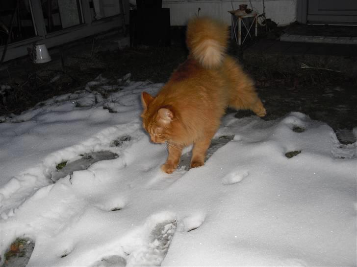 Norsk Skovkat marius - jeg hadder sne mine potter fryser billede 15