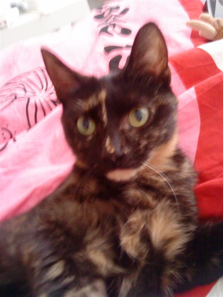 Huskat Tøsen billede 1