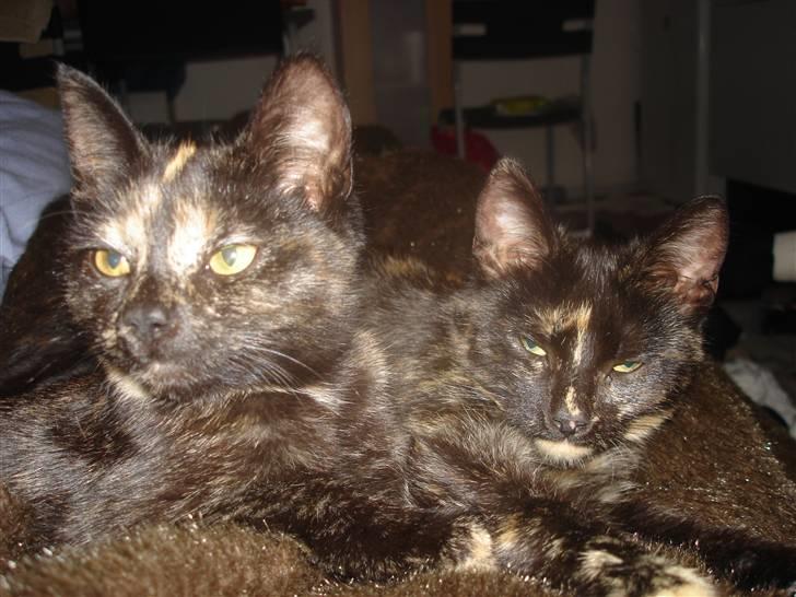 Huskat Tøsen billede 2