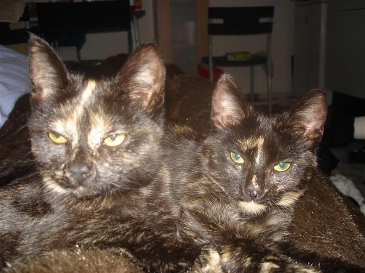 Huskat Tøsen billede 3