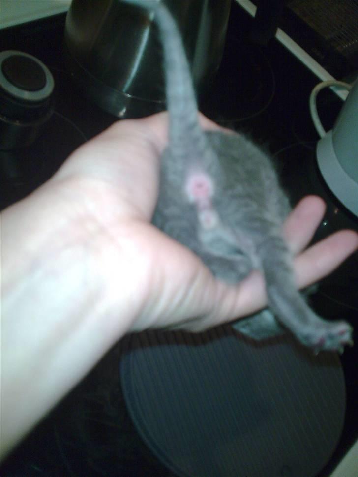 Blanding af racer Gismo billede 10