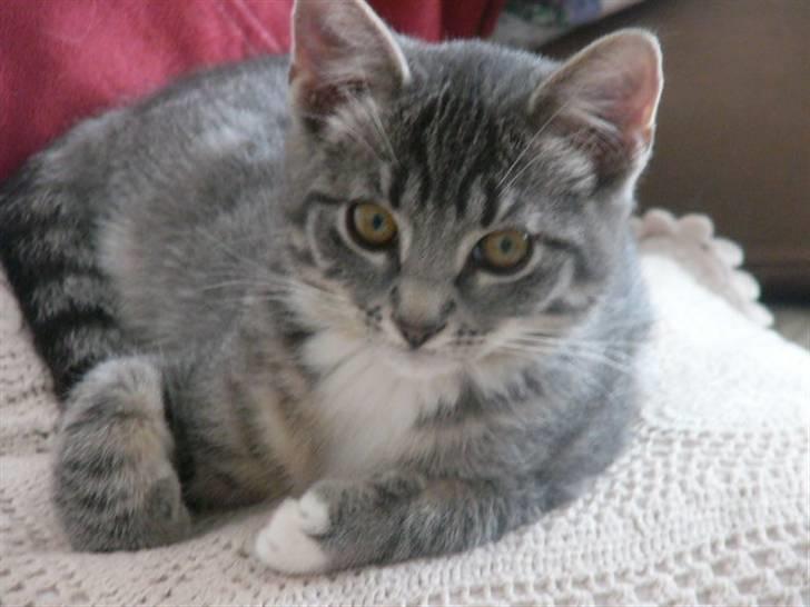 Huskat Phoebe billede 1