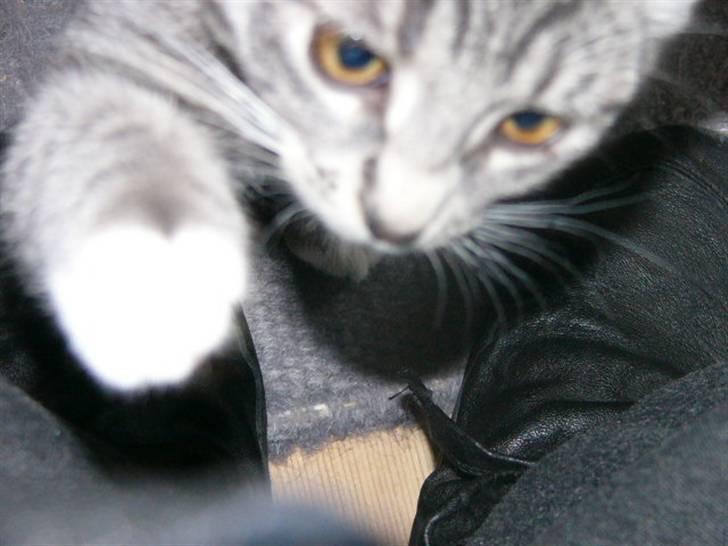 Huskat Phoebe billede 2