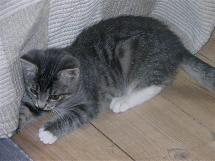 Huskat Phoebe billede 3