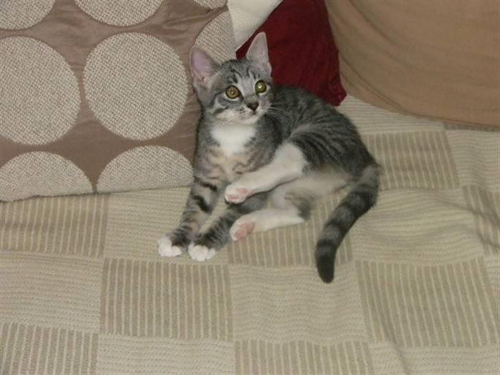 Huskat Phoebe billede 4