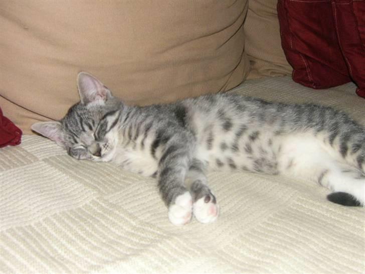 Huskat Phoebe billede 5