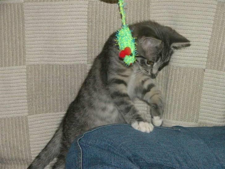 Huskat Phoebe billede 6