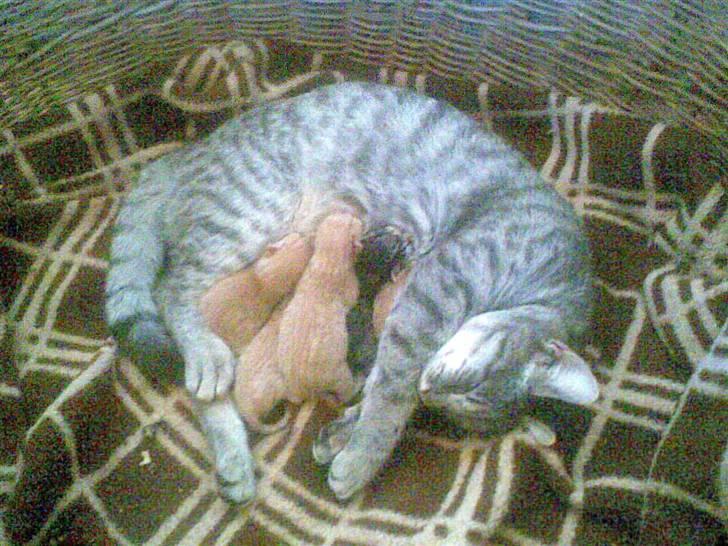 Huskat fusse - fusse med hendes 5 små killinger :) billede 10