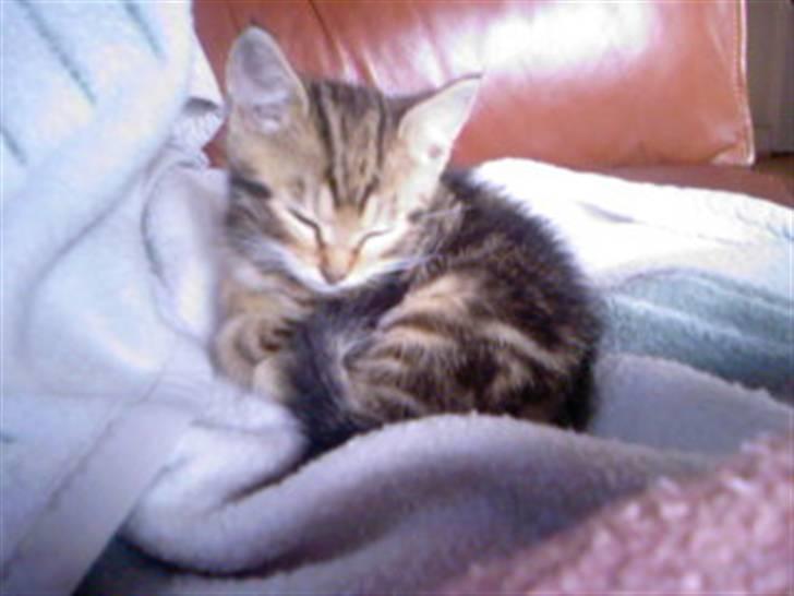 Huskat Kissa billede 11