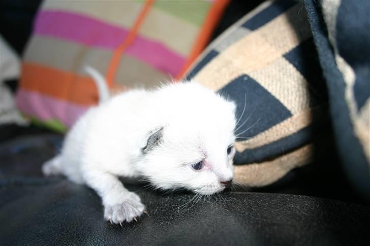 Blanding af racer Janus - Janus som baby :D billede 10