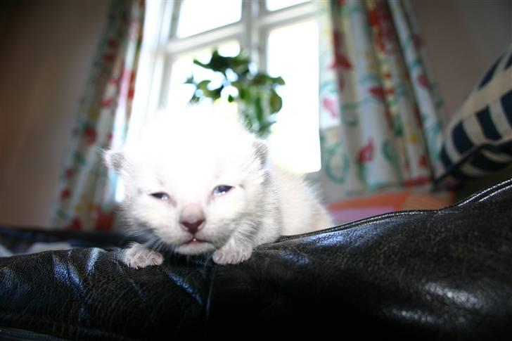 Blanding af racer Janus billede 11