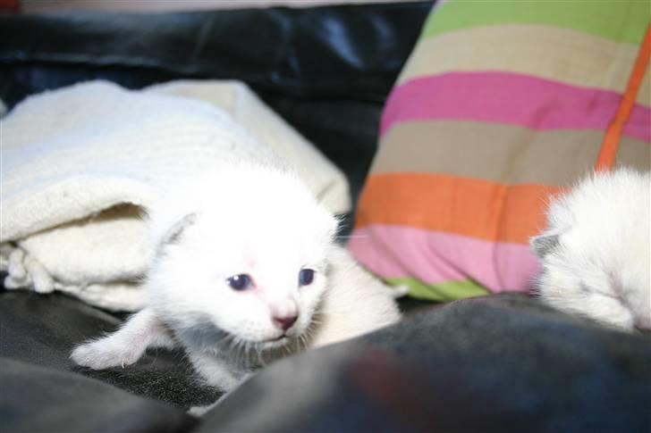 Blanding af racer Janus billede 12